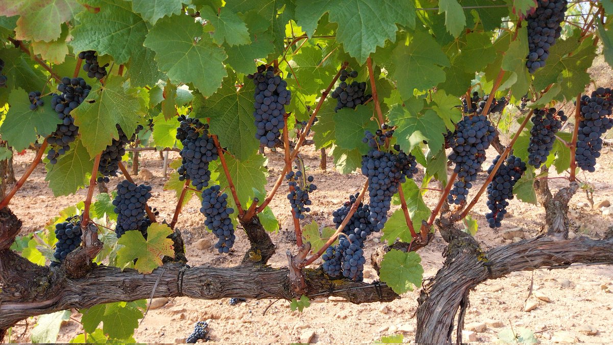 Maturana tinta, a falta de Ubis días.