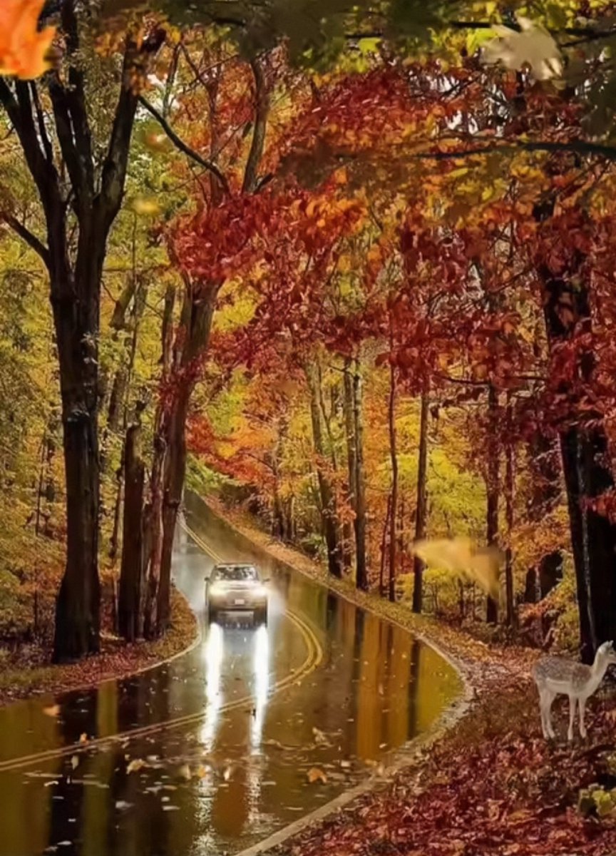 Muhammad_4399's tweet photo. Hello x world 🌍
🍁Good bye🍁
"Home, where love resides, now goodbye,
Off to conquer goals, reach new highs.
May today's journey bring growth and delight,
Stay motivated!
🍀Wish me good luck 🍀
🍁Wellcom to Autumn 🍁
#HomeToOffice
#GoodbyeHome #NewDay #Motivation https://t.co/ZrWSX8BuyT