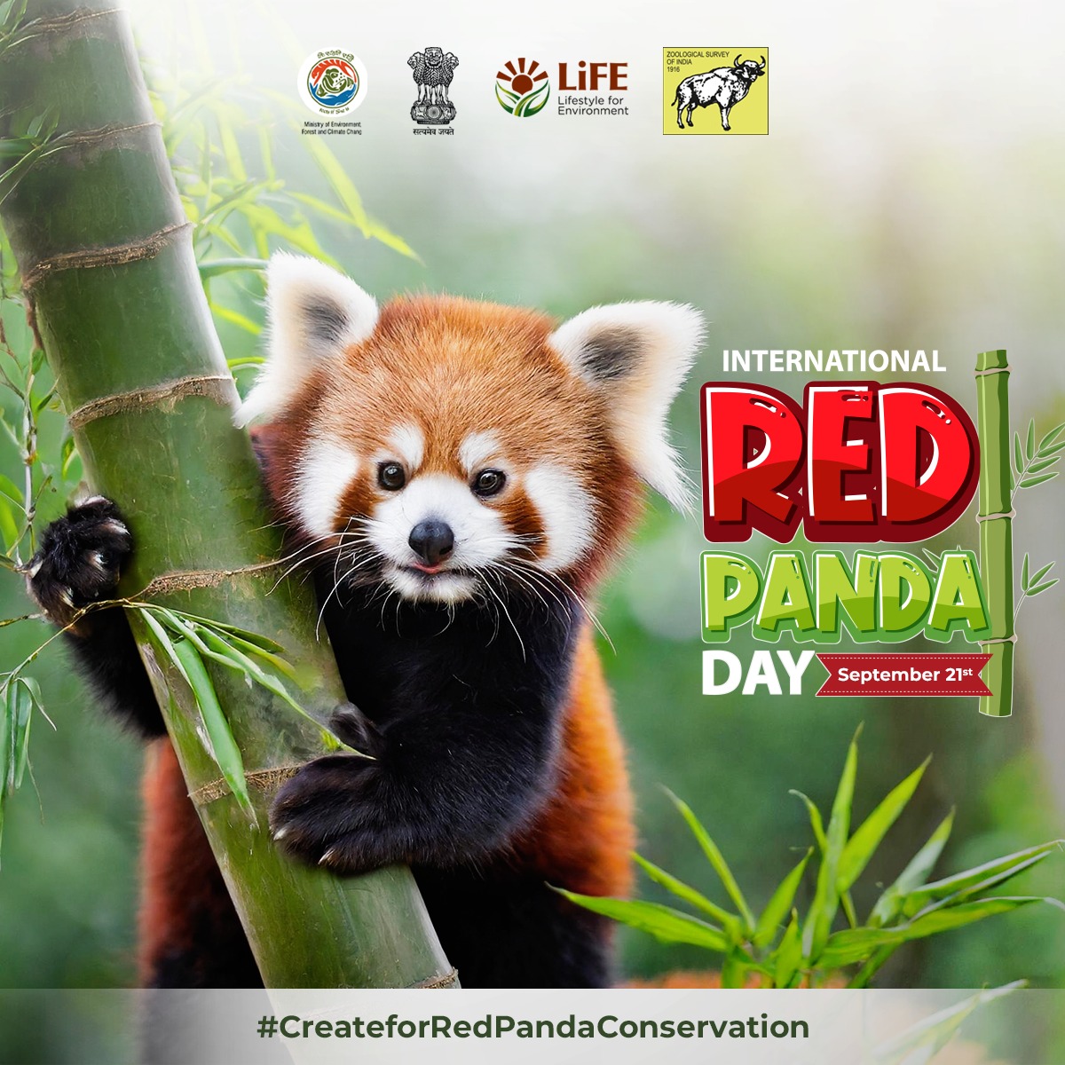 Zoological Survey of India (@zoologicali) on Twitter photo On #InternationalRedPandaDay , <a href="/ZoologicalI/">Zoological Survey of India</a> takes an oath to protect this beautiful species that is becoming extinct and redundant over a period of time. They deserve all our compassion #ZoologicalSurveyOfIndia #SaveRedPandas #EndangeredSpecies On #InternationalRedPandaDay , <a href="/ZoologicalI/">Zoological Survey of India</a> takes an oath to protect this beautiful species that is becoming extinct and redundant over a period of time. They deserve all our compassion #ZoologicalSurveyOfIndia #SaveRedPandas #EndangeredSpecies