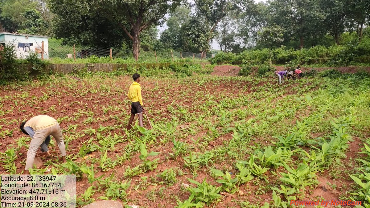 PlusPsu's tweet image. Glimpses of #Turmeric cultivation at Rumburu,Joda Block under #intensive farming. #Inputs &amp;amp; #technical support provided by #OTELP Plus,ITDA-Champua ,Dist-Keonjhar @CMO_Odisha @scstdevdept @NityanandaBJP @BPSethi @krushibibhag @DistAdmKeonjhar
