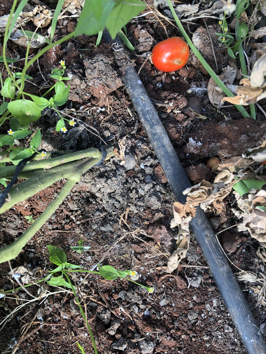 kalebndolo's tweet photo. My tomatoes grown sustainably
#Intercropped with spring onions to repel insects .
Used manure and sprayed less than #5times throughout the season.
#sustainablefarming https://t.co/e35JEy7Iok