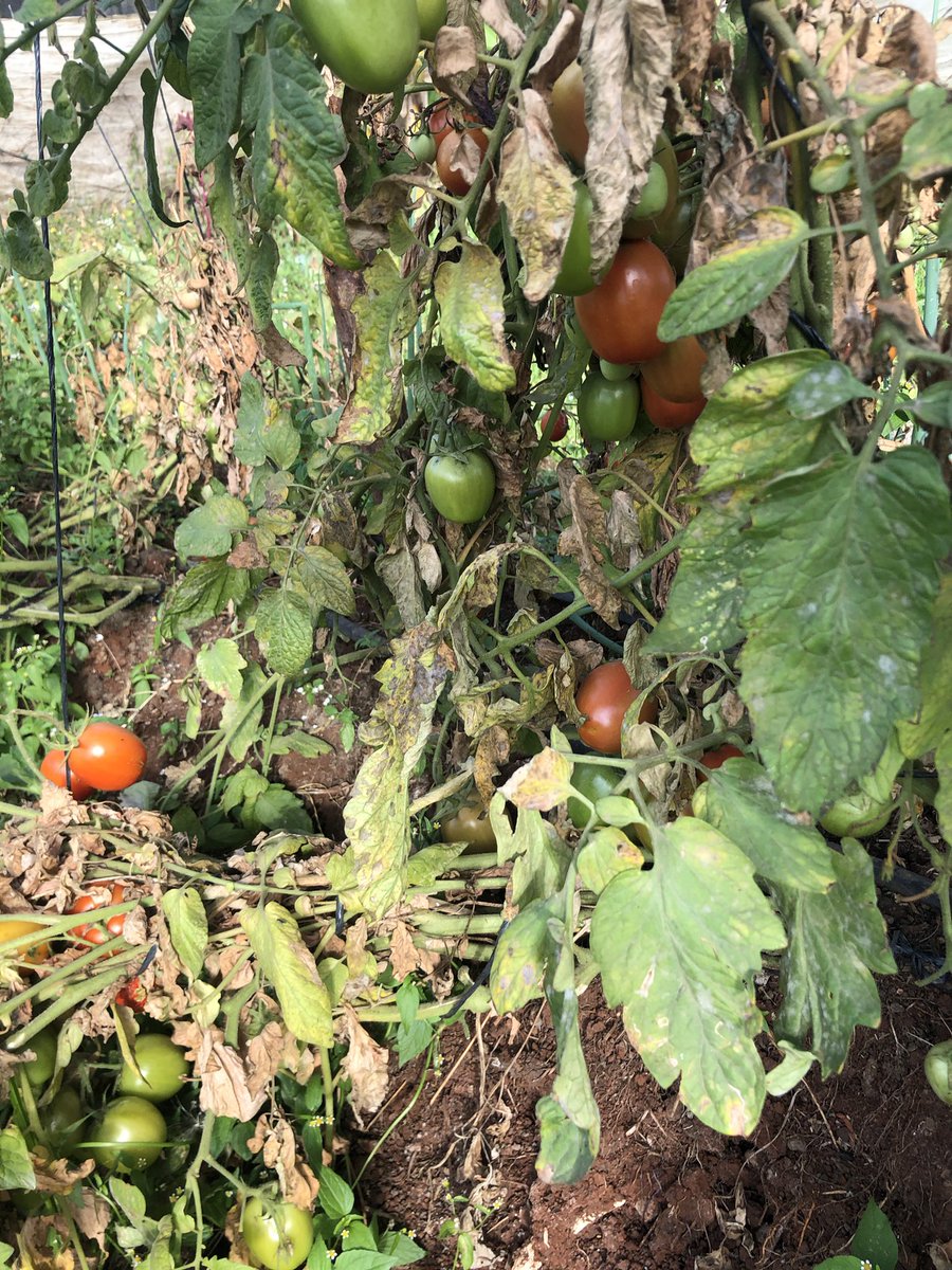 kalebndolo's tweet photo. My tomatoes grown sustainably
#Intercropped with spring onions to repel insects .
Used manure and sprayed less than #5times throughout the season.
#sustainablefarming https://t.co/e35JEy7Iok