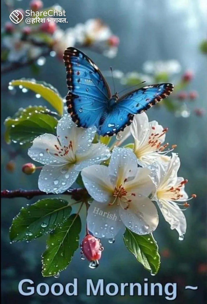 Kishan lal Gadri (@kishanlalg22949) on Twitter photo 