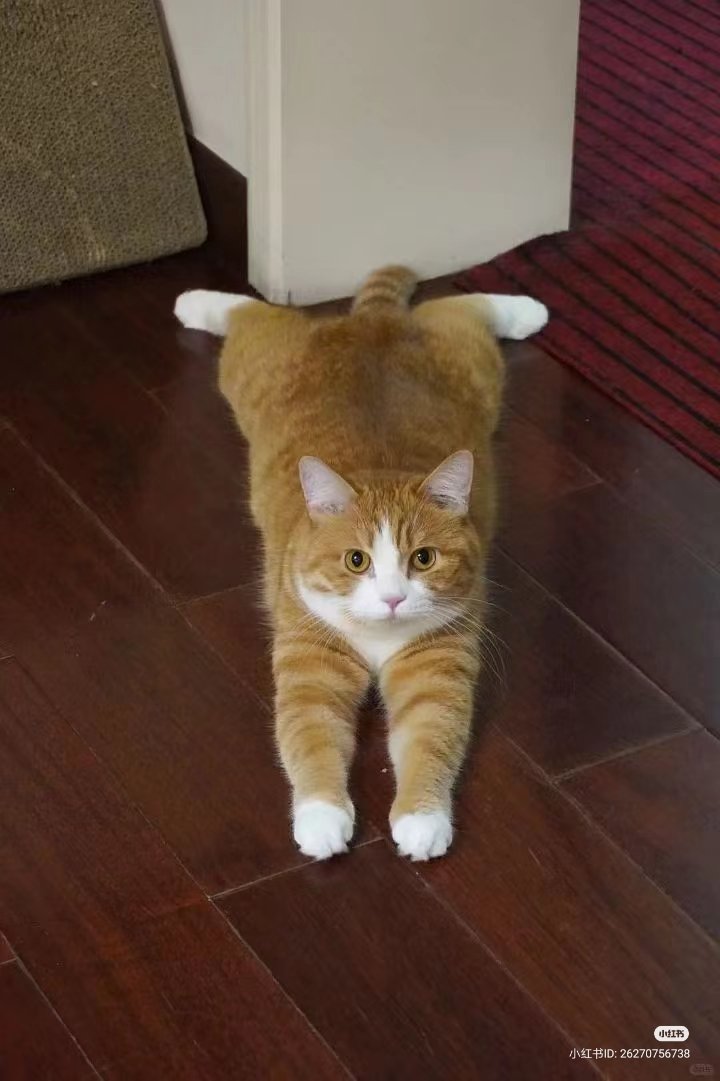 sploot