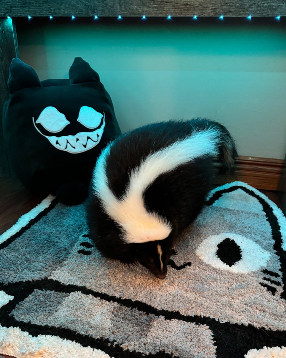 FoxNapkins's tweet image. The real #SpizzySkunk keeping me company during another late night #ps99 grind! 

#exoticpet #roblox