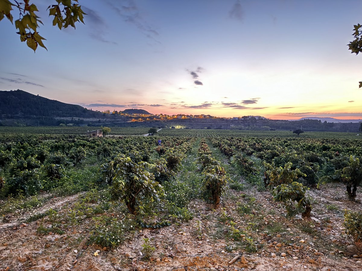 Josh “Pizza Conf” Holtz 💪🚀🍕 tweet media