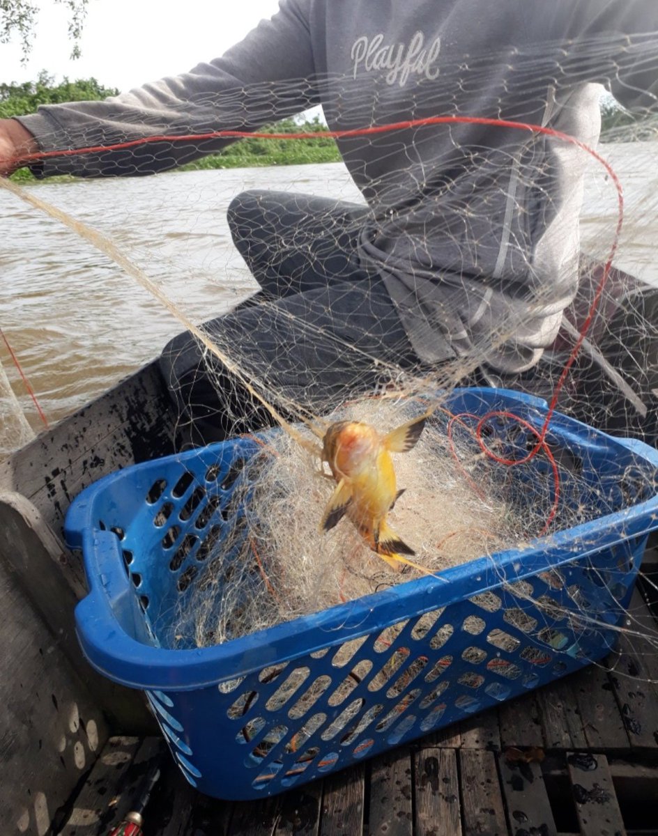 EKOPPB2016's tweet photo. Rabu(18/9)Nur Hidayat, Luhkan Kota Banjarmasin, di KUB"Harapan Kita Bersama"(Pak  Hamdi) ,alat tangkap rengge/jaring Insang Ikan Riu(campuran) , Total  10 kg, Harga Rp. 20.000/kg #GiatLuhkanSatminkalBWI #KtBjrmasin #Panen #Luhlapor https://t.co/BwX8CWEx67