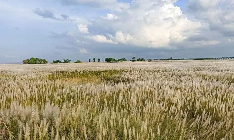 সদরপুরের বিস্তীর্ণ চরটি এখন কাশফুলের সাদা বিছানা