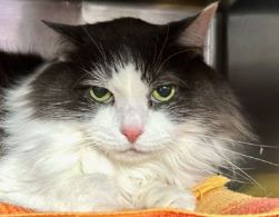 Darling Dazy gave the NYC ACC killers the slip
when an adopter took her from that leaky ship!
One more oldie is safe it would seem 
&amp; senior lovers smile &amp; beam!
Thank you all who pledged &amp; shared
&amp; to all who really cared! 💞😺👏👍