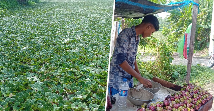 সাতক্ষীরার বাজারে উঠতে শুরু করেছে পানিফল, লাভের আশায় কৃষক