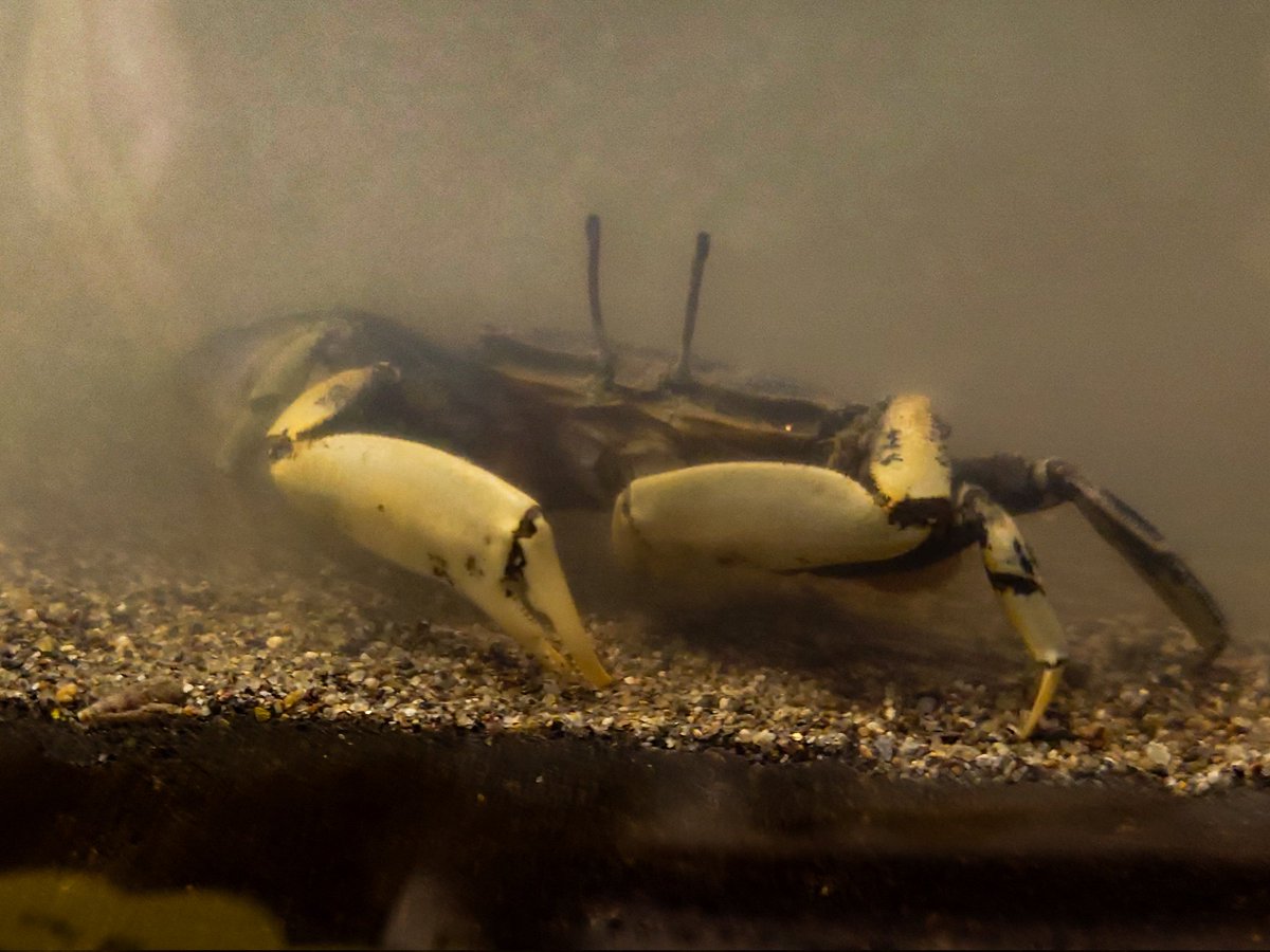 lik_nasua_nasua's tweet photo. かにかにパラダイス🦀
#くるめウス #シオマネキ♀かな
#FiddlerCrab https://t.co/QiZBOdnBDY