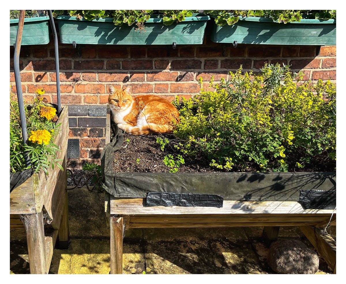 Sunbathing-yes, litter tray activities-no, annoying the tree rats- Please continue…. #hoole #cat #community <a href="/HooleRoundabout/">Hoole Roundabout</a> <a href="/ShitChester/">12 years of Shitchester</a>