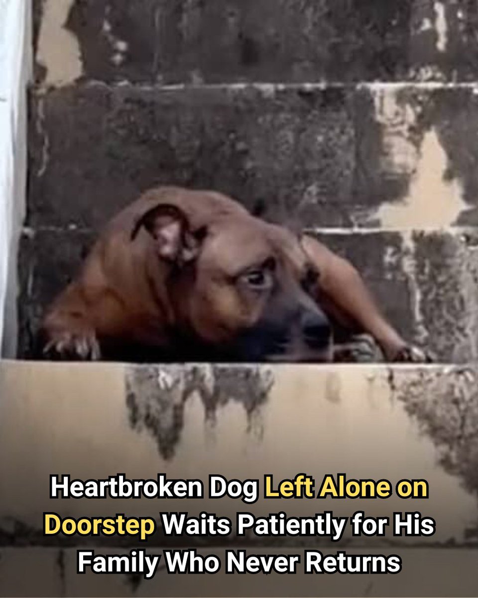He was just a loyal dog waiting for his family to come back from him. They never did <3 
animalsaroundtheglobe.com/heartbroken-do…