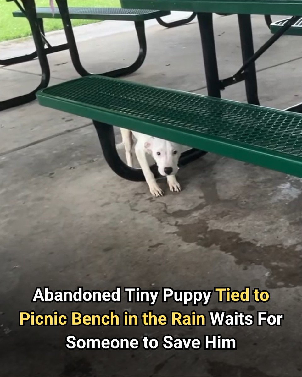 Imagine abandoning a helpless puppy and tying him to a picnic bench during a storm.
animalsaroundtheglobe.com/abandoned-tiny…