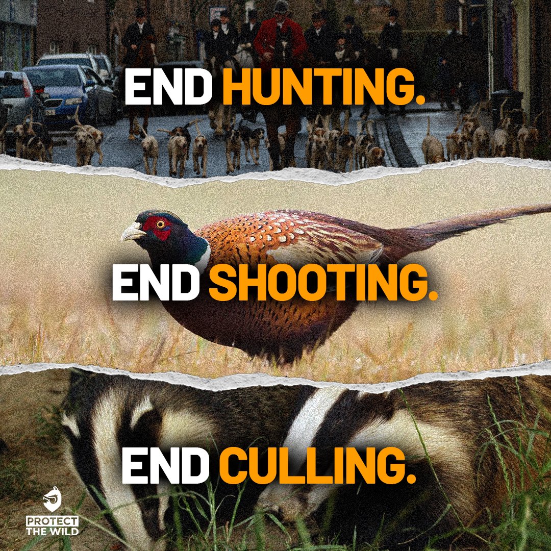 Who’s with us? Our 3 core aims - RT and follow us as we fight to protect British wildlife - <a href="/ProtectTheWild_/">Protect the Wild</a>