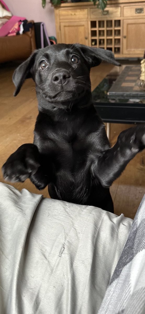 RachyBull's tweet image. When you see an eleven week old lab, running around the garden with a sweeping 🧹 brush between her teeth! Then minutes later with a steak 🥩 knife 🔪😱
That’s when you know you have the most demonic creature on the planet 🤣🤣🤣
#PuppyLove
#blacklab
