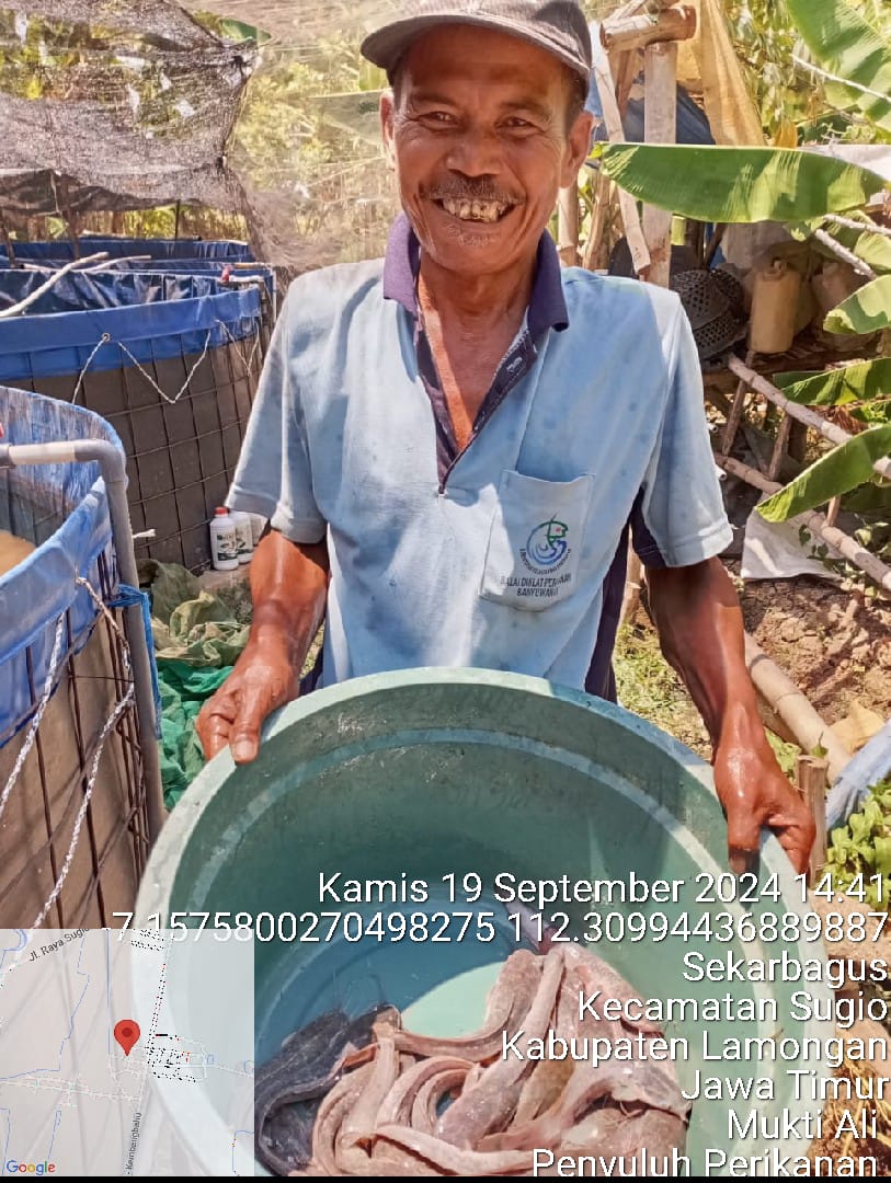 ali_ppb's tweet photo. Kamis (19/09/24), Mukti Ali, LuhkanLamongan, melaporkan Panen Parsial prod.lele Bp. Kasmadi, Pokdakan Telaga Biru dengan lahan kolam luas 50 m2, sebanyak 50 kg, bobot panen 125 gr/ekor, harga Rp 18000/kg #GiatLuhkanSatminkalBWI  #panen @bppsdm_bp3bwi @pusluhkp @bppsdm_kp @kkpgoid https://t.co/0BwJu0mI04