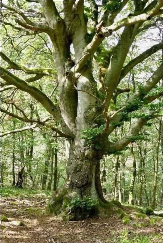 Wim den Oudsten tweet media