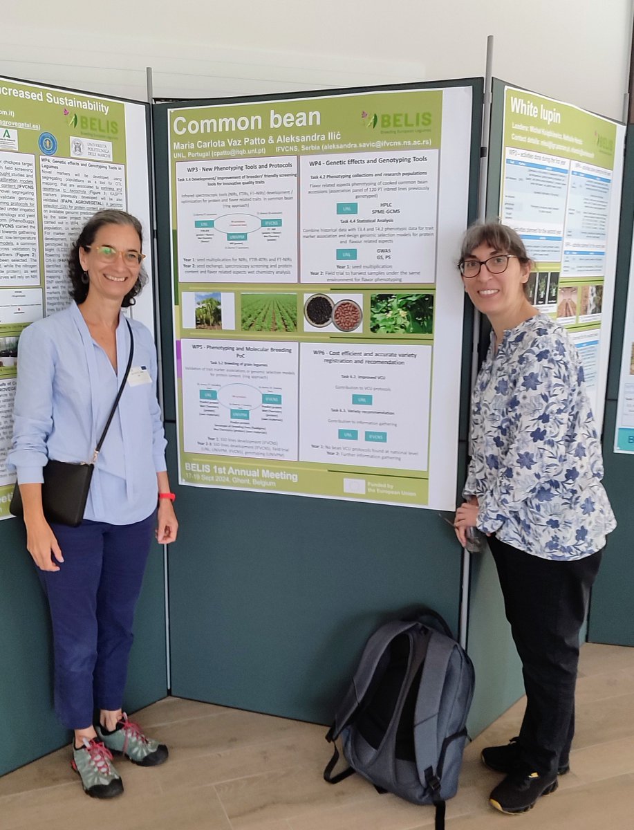 Great to share our collaborative  progress <a href="/BELIS_EU/">BELIS Project</a> annual meeting on commons bean and vetches. Incredible partners! <a href="/greenit_bio4sus/">GREEN-IT</a> <a href="/itqbnova/">ITQB NOVA</a> <a href="/ICARDA/">ICARDA</a> <a href="/IAS_CSIC/">IAS-CSIC</a> <a href="/UnivPoliMarche/">UnivPM</a> #IFVCNS