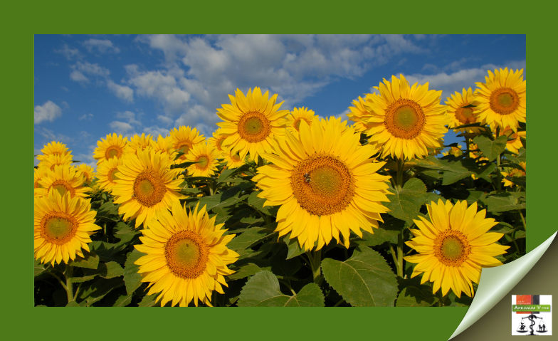 Herbstliche Gesundheitsprodukte jetzt in unserem Shop. #HerbstGesundheit #ShopAngebote