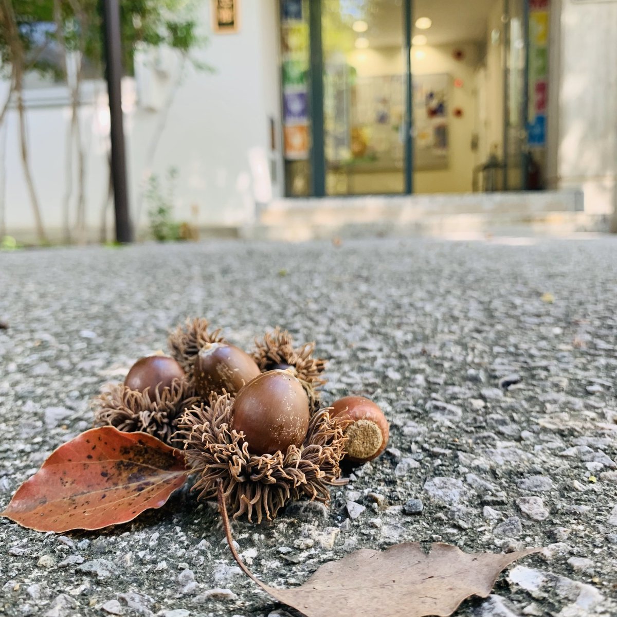 ryosokai's tweet image. 残暑が厳しいですが、今日からお彼岸です。事務所の前に🐗の食べ残しの小さい秋をみつけました。今夜もきっと来るでしょう。
＃神戸大学六甲台キャンパス ＃小さい秋 ＃イノシシの好物