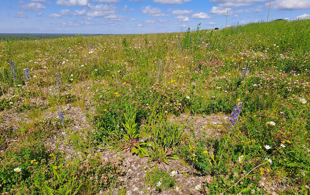 polyttajat's tweet image. Syken tutkija Janne Heliölä kirjoitti blogin entisen kaatopaikan Ämmässuon muuttamisen pölyttäjien paratiisiksi!  #pölyttäjät #uusniitty @SYKEinfo polyttajat.fi/ammassuon-tayt…