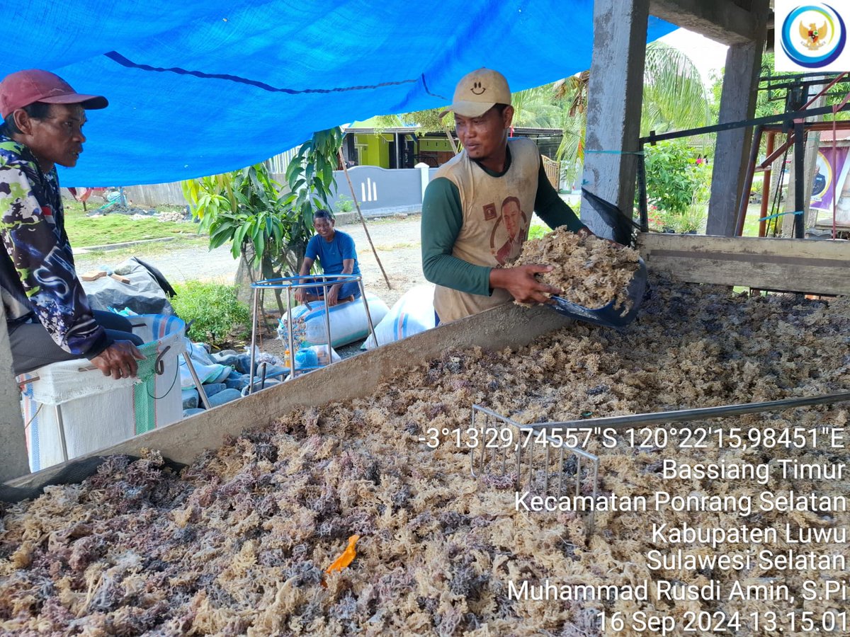 75Rusdi1's tweet photo. Senin (16/9/2024) Muhammad Rusdi Amin, S.Pi Luhkan Luwu mendampingi anggota Pokdakan passampa Katonik Desa' Bassiang Timur, pengemasan Rumput Laut Cottonii sebanyak 1.635 kg Harga 13.000/kg kering
#GiatLuhkanSatminkalMaros
#luhlapor
@BRPBAP3_Maros 
#panen https://t.co/oBYMjvpjeK