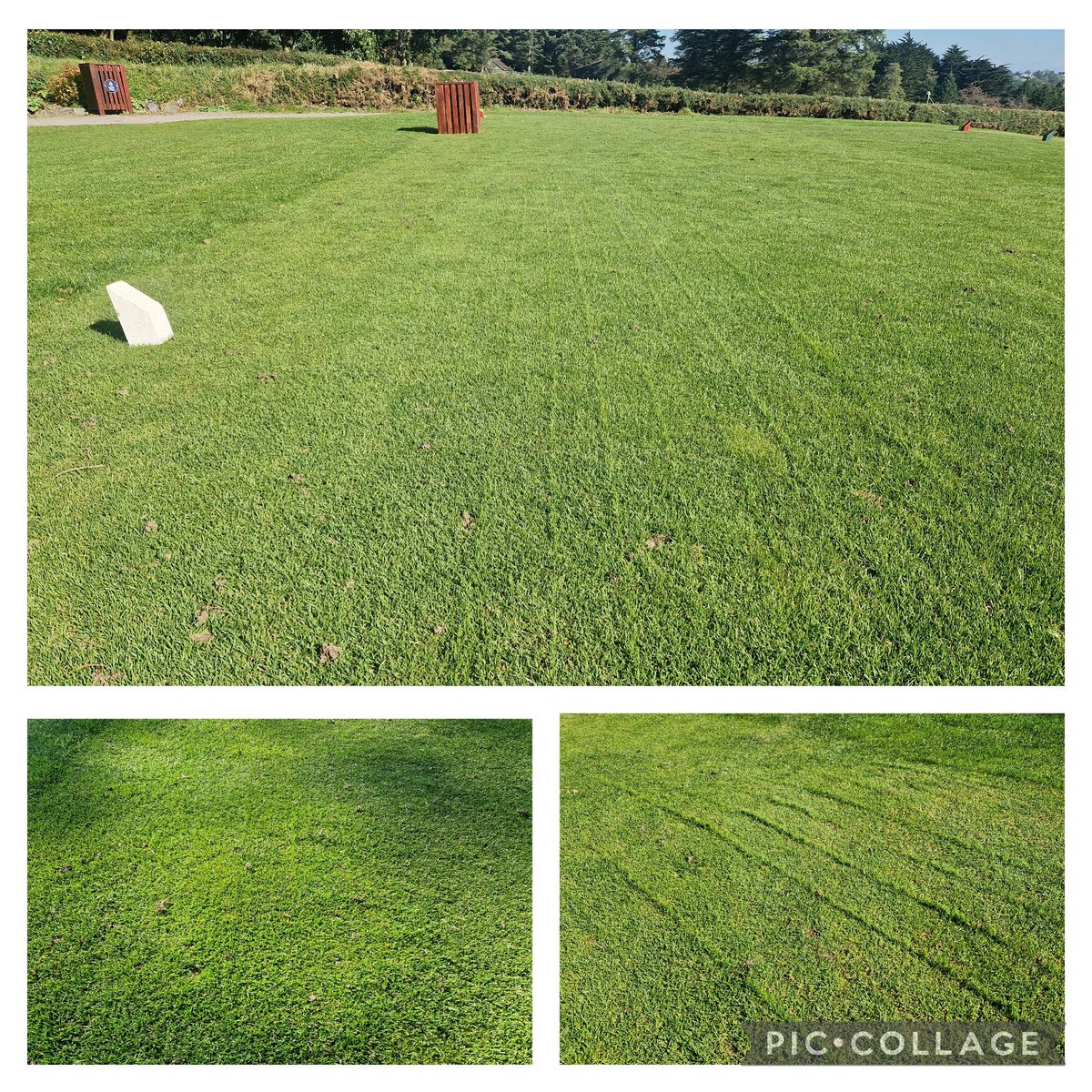 Great strike from the <a href="/Germinal_Ire/">Germinal Ireland</a> A5 seed mix on Tees,Aprons and Approaches  <a href="/banbridgegolf/">Banbridge Golf Club</a>  <a href="/GrahamParker22/">Graham Parker</a>  🌱⛳️👌
