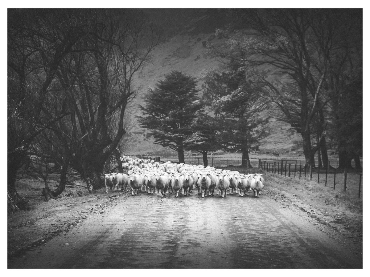 Paul Le Comte Toitū Te Tiriti tweet media