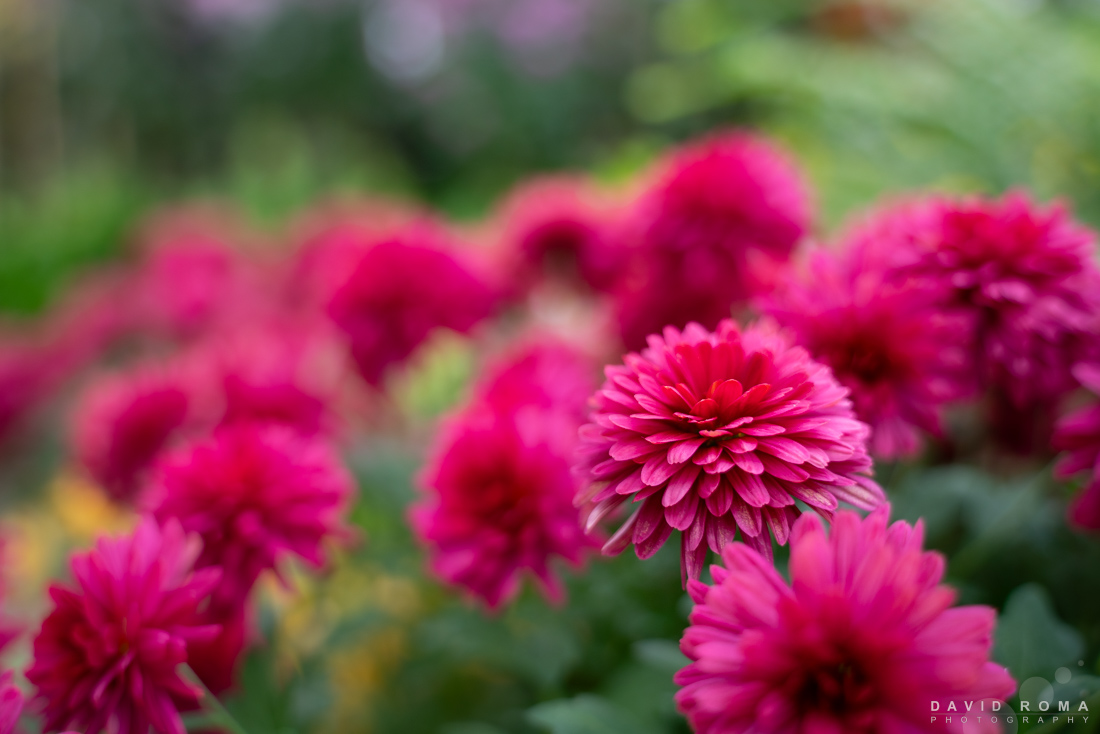 davidromaphoto's tweet photo. Just another Dahlia so you know I'm still around. Spring is a busy time for Photographers :)

https://t.co/fiH6tZc9ug

#flower #macro #spring #davidromaphotography https://t.co/lJH5praJaH