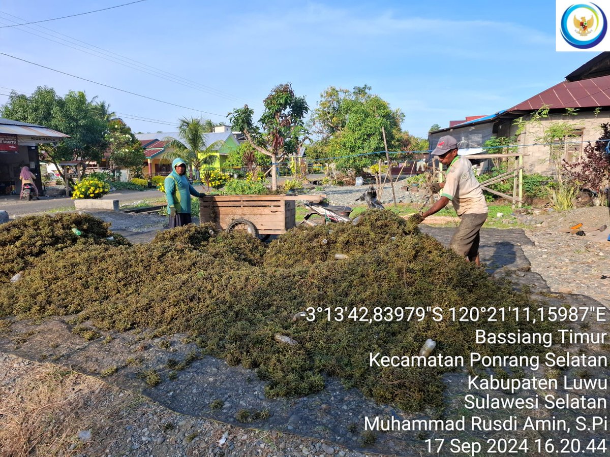 75Rusdi1's tweet photo. Selasa (17/9/2024) Muhammad Rusdi Amin Luhkan Luwu mendampingi anggota Pokdakan kabbuka Katonik Desa' Bassiang Timur Panen Rumput Laut Cottonii sebanyak 2.100 kg basa
#GiatLuhkanSatminkalMaros 
#luhlapor
@BRPBAP3_Maros 
#panen https://t.co/KOpnbAYC1n
