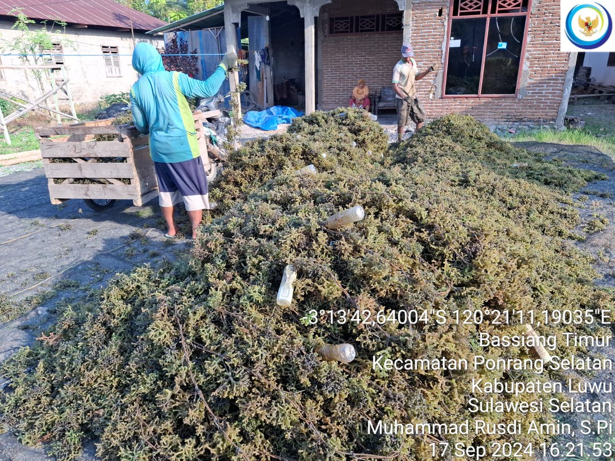 75Rusdi1's tweet photo. Selasa (17/9/2024) Muhammad Rusdi Amin Luhkan Luwu mendampingi anggota Pokdakan kabbuka Katonik Desa' Bassiang Timur Panen Rumput Laut Cottonii sebanyak 2.100 kg basa
#GiatLuhkanSatminkalMaros 
#luhlapor
@BRPBAP3_Maros 
#panen https://t.co/KOpnbAYC1n