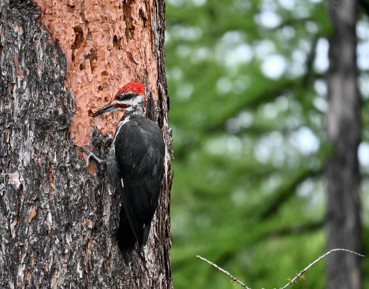 thequaintcabin's tweet photo. ...And here's the offspring (a young male) earlier this week, in the rain. 🌲
Fabulousness all around! 🖤❤️🤍 https://t.co/5aEfFODxwN