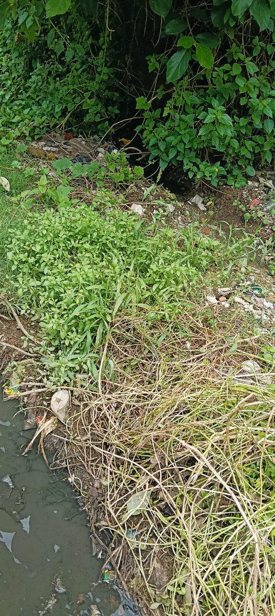 MBN_NewsNetwork's tweet photo. Cleaning conditions of ward no - 20 , chas ,Bokaro .. Request to take action against the responsibile authorities.. https://t.co/2K5dzeMA1S