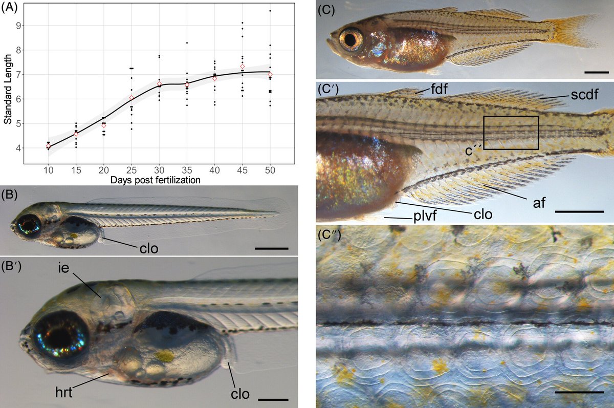 DevelopmentalDy's tweet photo. Dwarf neon #rainbowfish Melanotaenia praecox Part 1. #Fin ray #ontogeny and staging. #Fish fins have highly variable color patterns, #morphologies and functions. Learn about different #mechanisms regulating soft and spiny ray development https://t.co/tlelsEs9R7 @_JSDB_ https://t.co/wj0GPyFlMP