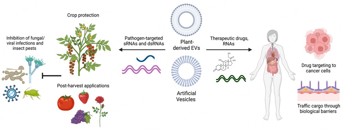 🌿🦠This review by Hailing Jin, Qiang Cai et al., explores how EVs mediate cross-organismal RNA trafficking in plants, microbes, and mammals. A fascinating look at their role in #CrossKingdom #RNAinterference in #plant-#pathogen interactions. 
📗Read here: oaepublish.com/articles/evcna…