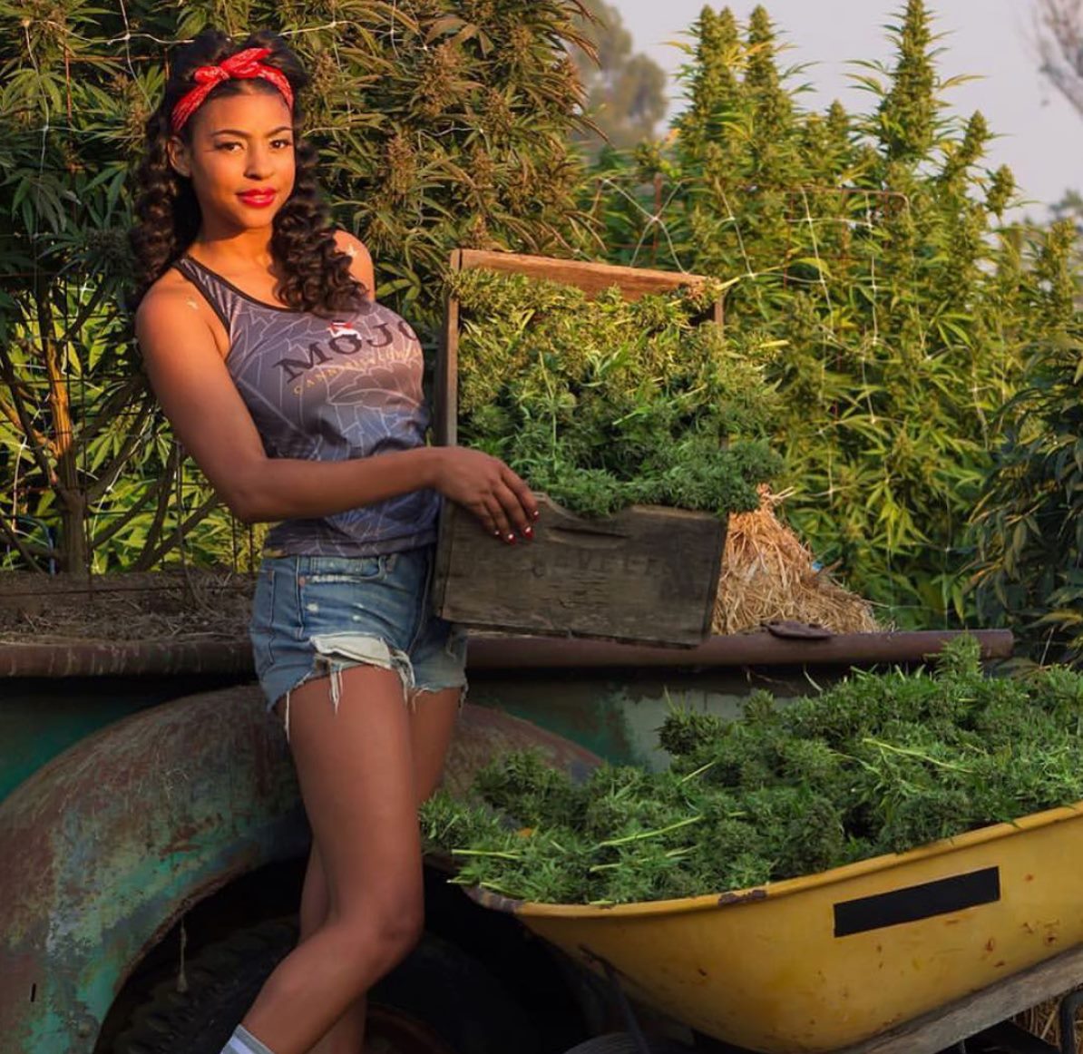 End of season harvest 👩🏾‍🌾✂️🧺 

#maryjane #indica #sativa #weed #marijuana #growyourown
