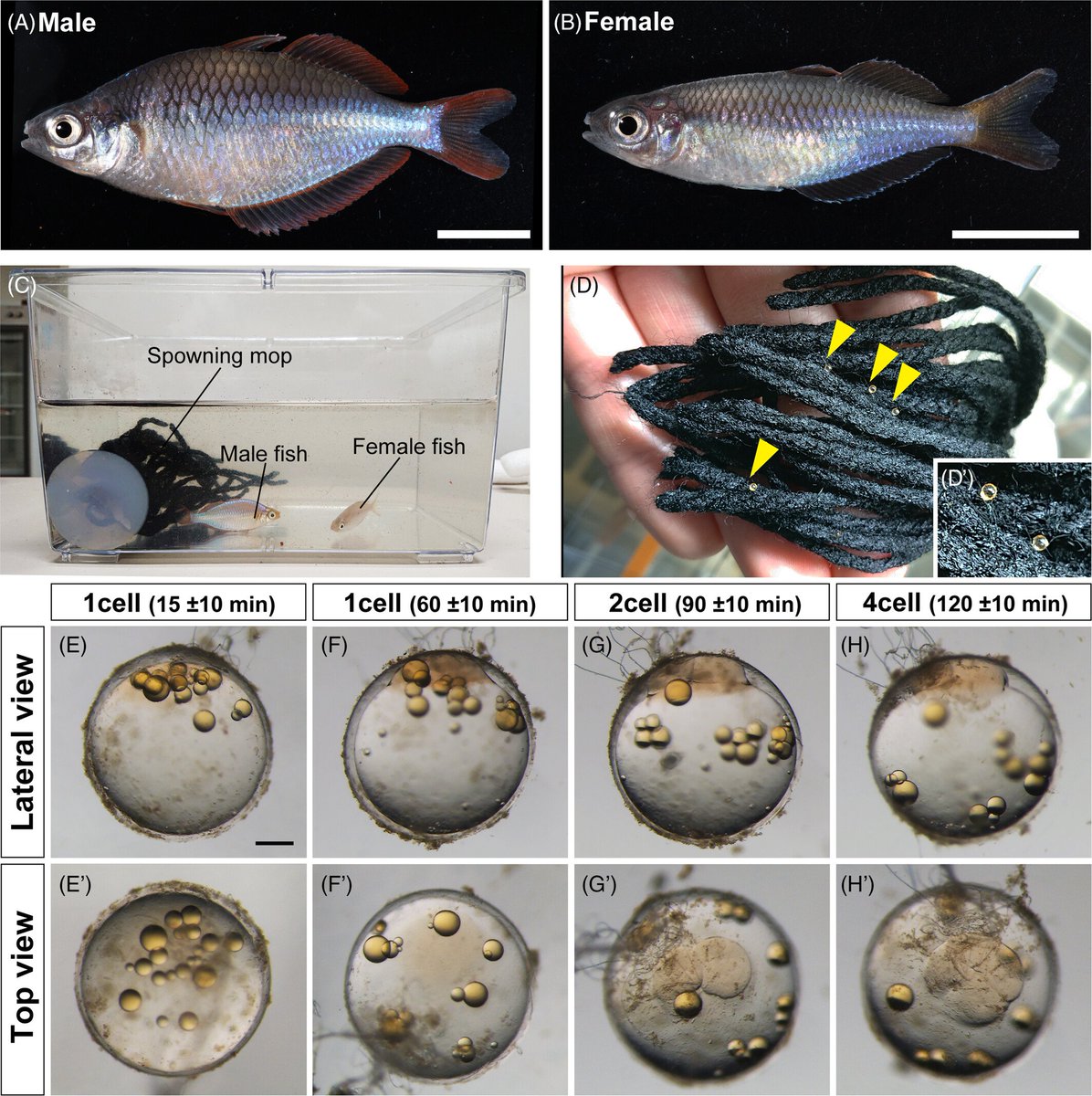 DevelopmentalDy's tweet photo. The dwarf neon #rainbowfish Melanotaenia praecox Part 2. #Genetic Engineering. #CRISPR/#Cas knockout and #Tol2 #transposon transgenesis facilitates investigation of the #genetic mechanisms underpinning diverse biological phenomena in this species. https://t.co/S3SfknE2Lg @_JSDB_ https://t.co/o0qKXzsXz2