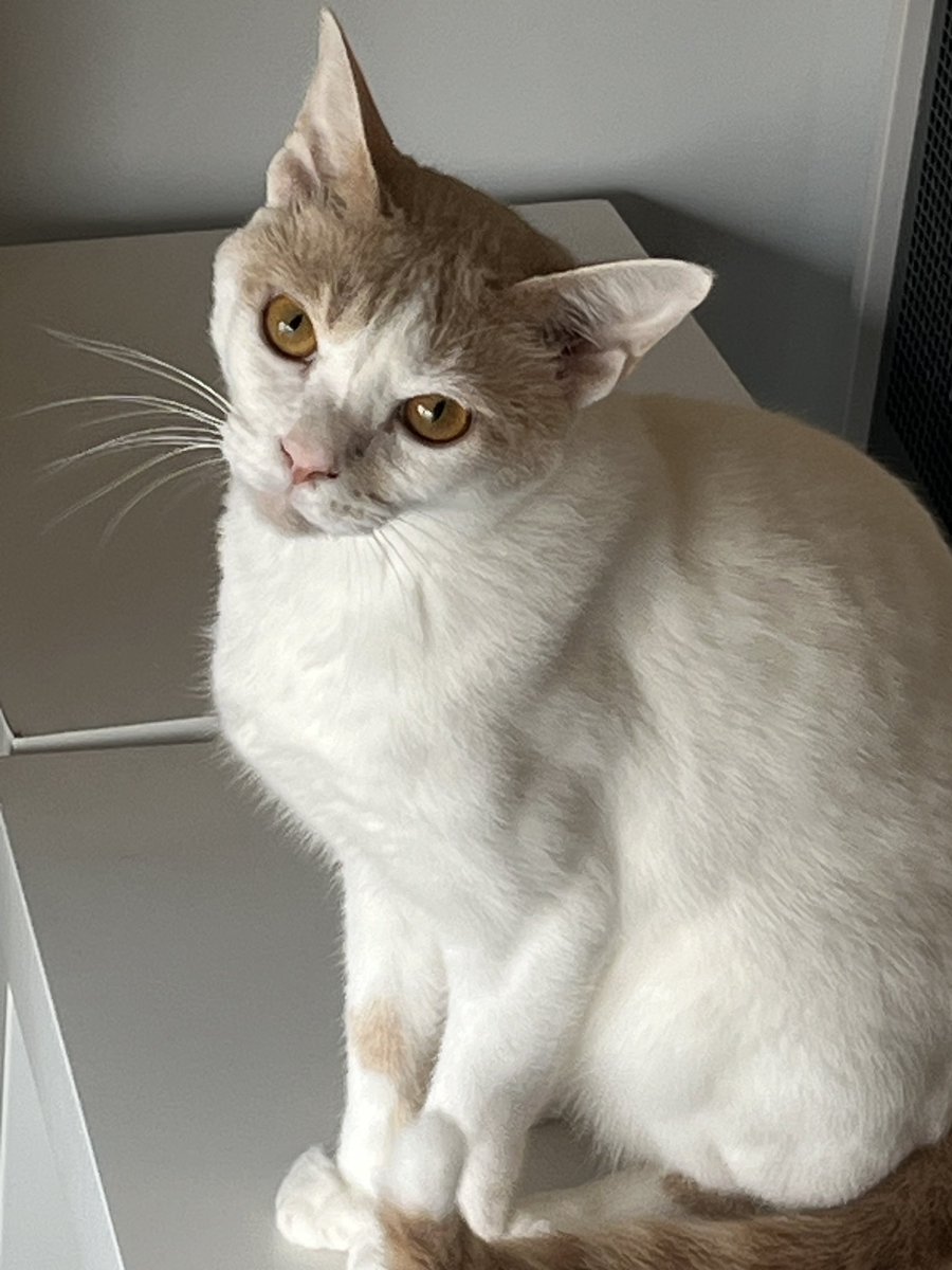 9月19日(木)開店しております！
＃ミーシス
今日もねこと楽しいひとときを〜