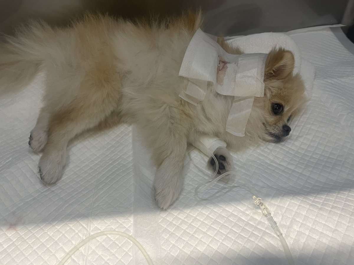 pomeranian_waka's tweet photo. 【ご報告】昨日の朝散歩ですれ違いざまに大型犬に首を噛まれました。現在も自力で動けず入院中です。
何度もすれ違ったことのある子でした。
いつもの道でいつもの様に散歩していても事故は起きます。私も相手も注意不足だったと思います。
みなさんも私達の様にならないために気をつけてください https://t.co/IfjWQR8D0A