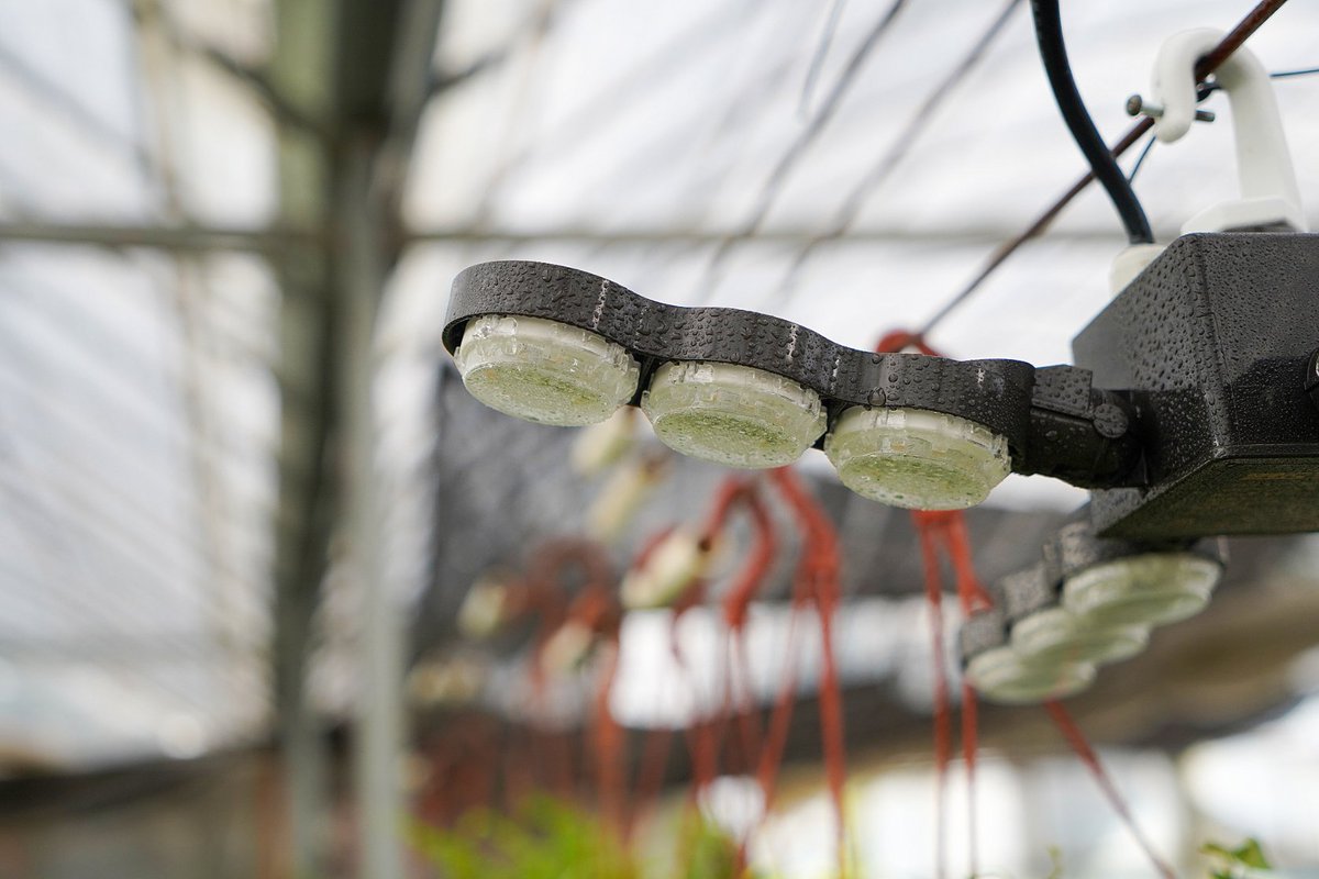 SansiLED's tweet photo. The Best IP Rating For Your LED Grow Lights ,Sansi LED grow lights IP65 waterproof rating #ledgrowlight #plantlighting #indoorplants #growlights #plantgrowth #hydroponics #botanicallighting #gardenspectrum #indoorfarming #growroom #fullspectrum #sunlightsimulation #planthealth https://t.co/xfaJyb5ilS