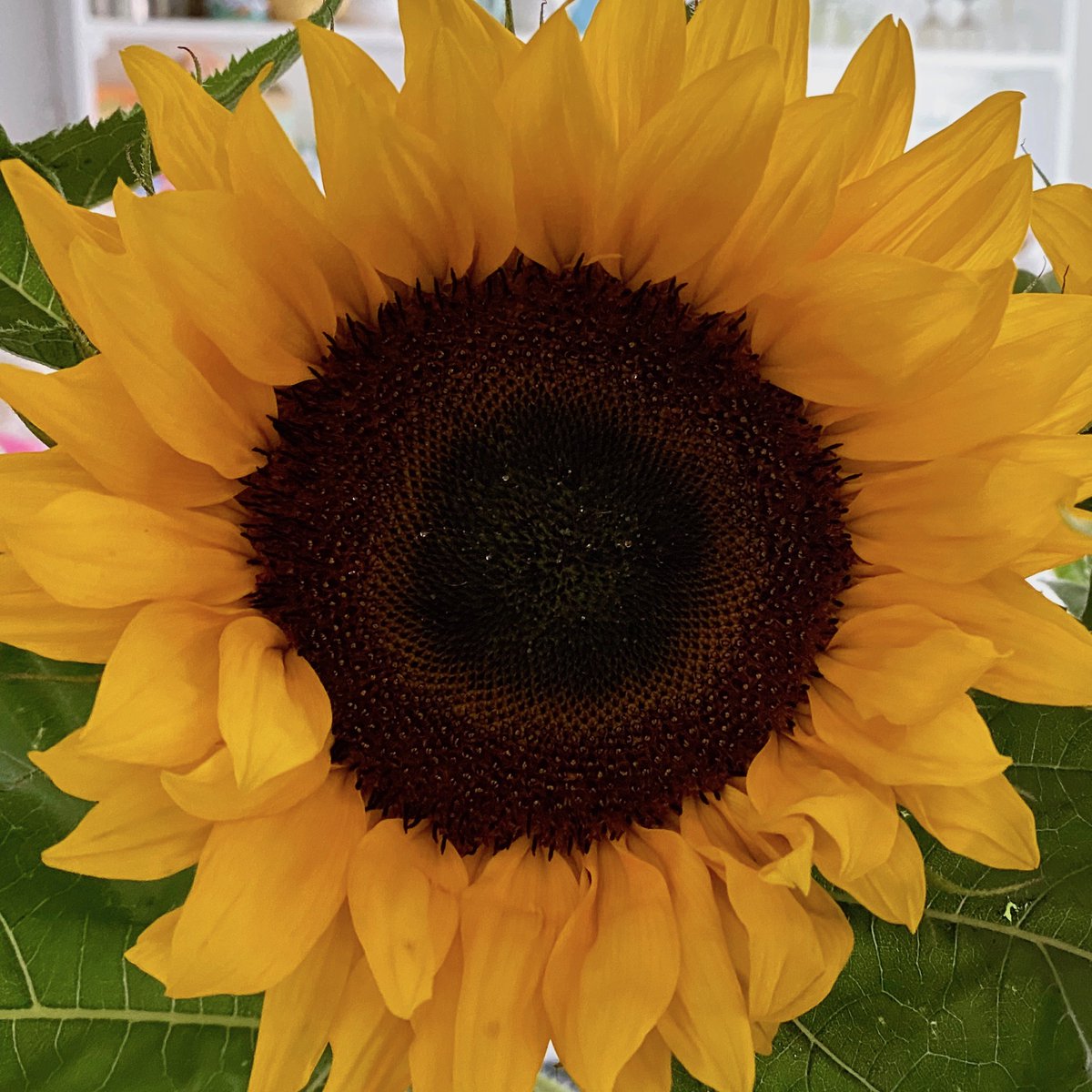 REMEMBERING BILLY TODAY 3 JULY 1993 – 19 SEPTEMBER 1995
Billy boy, Billy boy, playing in his den,
Billy boy, Billy boy, with his band of friends,
Loved by his mum, loved by his dad,
Billy boy, Billy boy.