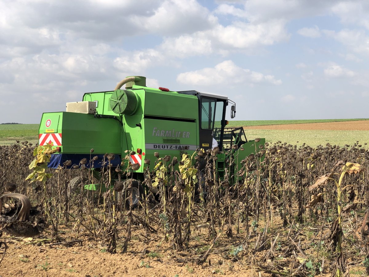 C'est parti pour la récolte des essais tournesol🌻de la station avec <a href="/OM_TInovia/">Olivier Mangenot Terres Inovia</a> et <a href="/COLINDa56726892/">COLIN David Terres Inovia</a> ! 
Retrouvez les conseils de #TerresInovia pour optimiser la récolte : terresinovia.fr/-/entre-hetero…