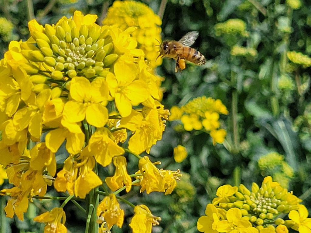 Few insects in the crops today