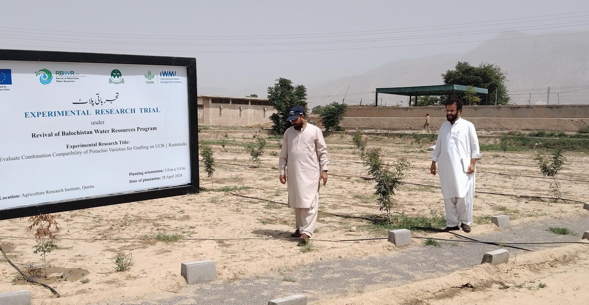 IWMI_'s tweet photo. π±π Our Balochistan team, under the #EuropeanUnion-funded #RBWRP, successfully cultivated UCB-1 pistachio cultivars after 18 months of effort. This marks a breakthrough for pistachio farming in the region. Next up: propagating thousands via tissue culture!
#OneCGIAR https://t.co/rLA7oNi234