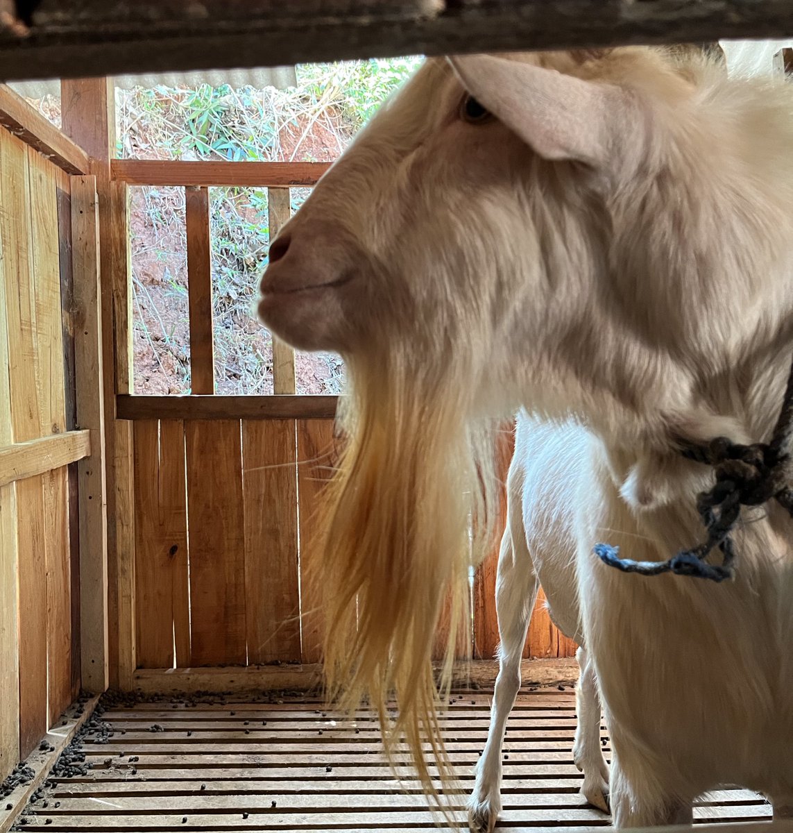 lucu bgt punya jenggot