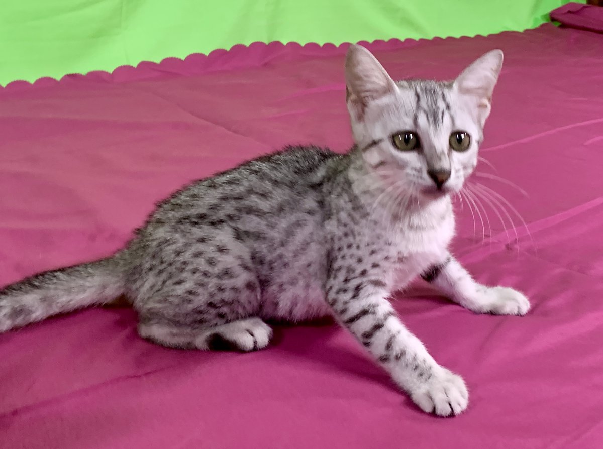 🌟【エジプシャンマウ販売中】🌟

神秘的な美しさを持つエジプシャンマウの子猫をお譲りします！この猫種は、優雅なスポット模様と独特のアイラインが特徴で、まるで小さな王様のよう。性格は社交的で遊び好き、家族との絆も深めやすいです。

egyptianmau.pet