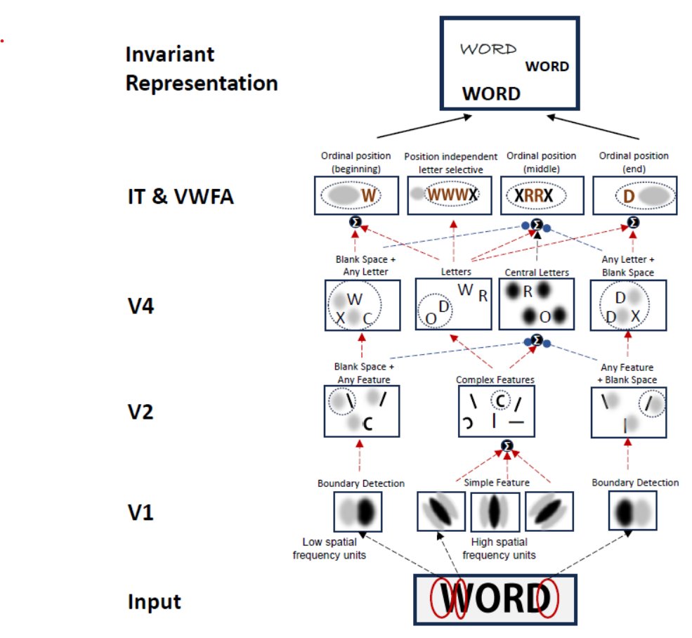 🚨 Publication Alert!  
#PLOSCompBio: Cracking the neural code for word recognition in convolutional neural networks dx.plos.org/10.1371/journa…

We (<a href="/StanDehaene/">Stanislas Dehaene @standehaene.bsky.social</a>) have uncovered how convolutional neural networks recognize words, and the results are fascinating.