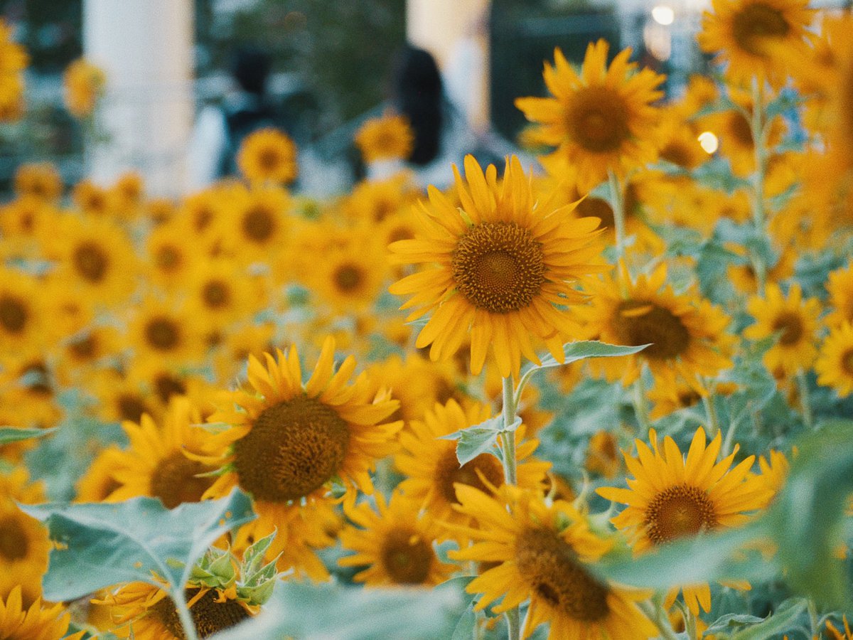 moonly0203's tweet image. 