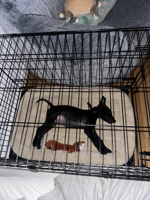 He&rsquo;s sleeping like a king! 🥹 https://t.co/jOr3Qu6uGW<a href="/tag/sashabeart"class="tags"><span>#sashabeart</span></a><a href="/tag/sillysalmon"class="tags"><span>#sillysalmon</span></a>